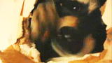 Weird True & Freaky: Pet Raccoon Destroys Home