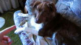 Bad Dog!: Buddy the Shaggy Shakedown Artist