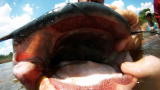 Hillbilly Handfishin' :Pulling Up a Most Impressive Catch