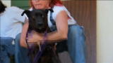 Pit Bulls & Parolees: Chasing Down an Injured Pit