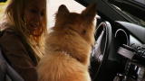 It's Me or the Dog: Easing Car Anxiety