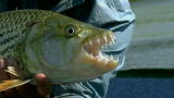 River Monsters: How to Catch an African Tigerfish