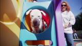 Pit Bulls and Parolees: Weezy Gets Adopted