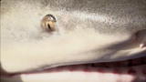 River Monsters: Giant African River Shark