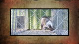 play video on Animal Planet