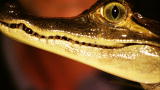 River Monsters: Catching a Caiman (Deleted Scene)