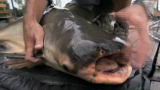 Largest+mekong+giant+catfish