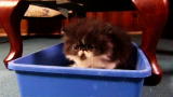 Too Cute: A Lot of New Firsts