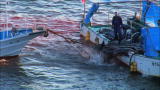 Blood Dolphins: Return to The Cove