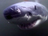Mutual of Omaha's WIld Kingdom: The Great White Warrior