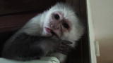 Bad Dog!: Sneaky Deeky