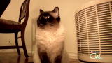 Housecat Housecall: Fluffy