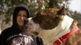 Pit Bulls and Parolees: Tia Teaches Tania