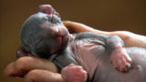 Sphynx Kittens Get Their Start