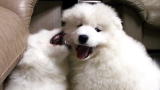 Puppy Bowl VII: Animal Rescue