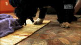Too Cute!: Mama Wrangles Her Pups