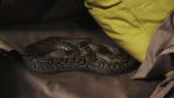 Venom in Vegas: Snakes in Unusual Places