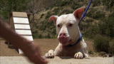 Pit Bulls and Parolees: Training Cory