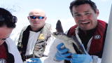 Jeff Corwin Reports from the Gulf: The Most Endangered Sea Turtle