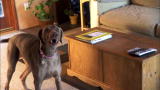 It's Me or the Dog: Bella