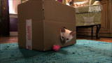 Too Cute!: Tonkinese Kittens Seek Out Someone Special