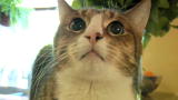 Housecat Housecall: Chumley