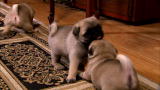 Too Cute!: Puppy Pug Play Time