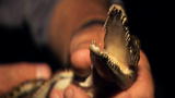 River Monsters: Squeaking Baby Crocodile