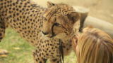 Dog.Friend.Hero.: Dogs and Cheetahs Living Together!