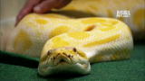 Fatal Attractions: Man With 40 Snakes
