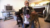 It's Me or the Dog: Halston & Rocket