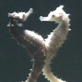 Ultimate Animal Dads: Sea Horse Dads