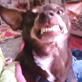 The Planet's Funniest Animals: Viewer Submitted Video: Acting Human