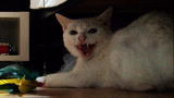 My Cat From Hell: Surprise from Hell
