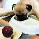 Planet's Funniest Animals: Dog Eats at the Table