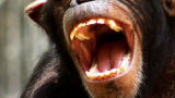 Fatal Attractions: Coordinated Chimp Mauling