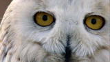 Wild Russia: Owls Eat a Lemming