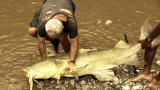 APL Top 25 of All Time: River Monsters, Killer Catfish