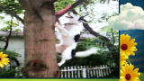 America's Cutest Dog 2010: Spiderdog
