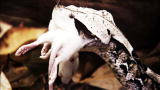 Fatal Attractions: Snake Handler Missing Fingers