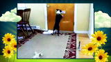 America's Cutest Dog: Attacking the Mail