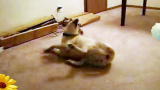 America's Cutest Dog 2010: Sleepwalking ... Into a Wall