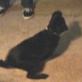 Planet's Funniest Animals: Search for the Funniest Cat: Roll Over