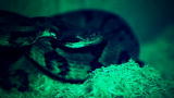 Swamp Wars: Suicide by Rattlesnake