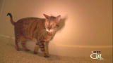 Housecat Housecall: Charlie