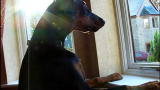 It's Me or the Dog: Harvey