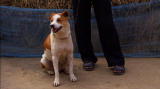 Mutual of Omaha's Wild Kingdom: Training Tigerhounds