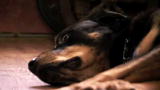 The Haunted: Family Dog Sees a Ghost?