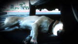 Weird, True & Freaky: Dog Cheats Death Twice