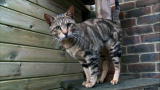 Cats 101: Sokoke